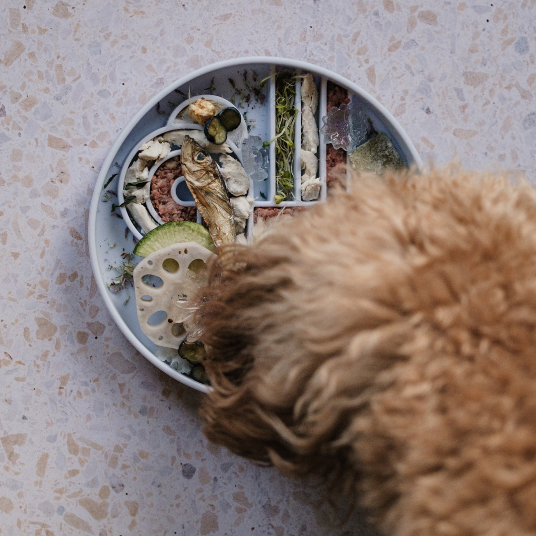 zoomies slow feeder bowl | blueberry