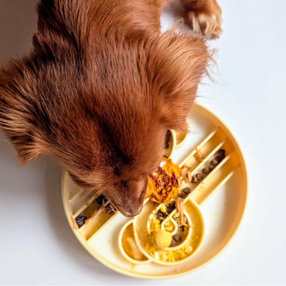 zoomies slow feeder bowl | buttercup