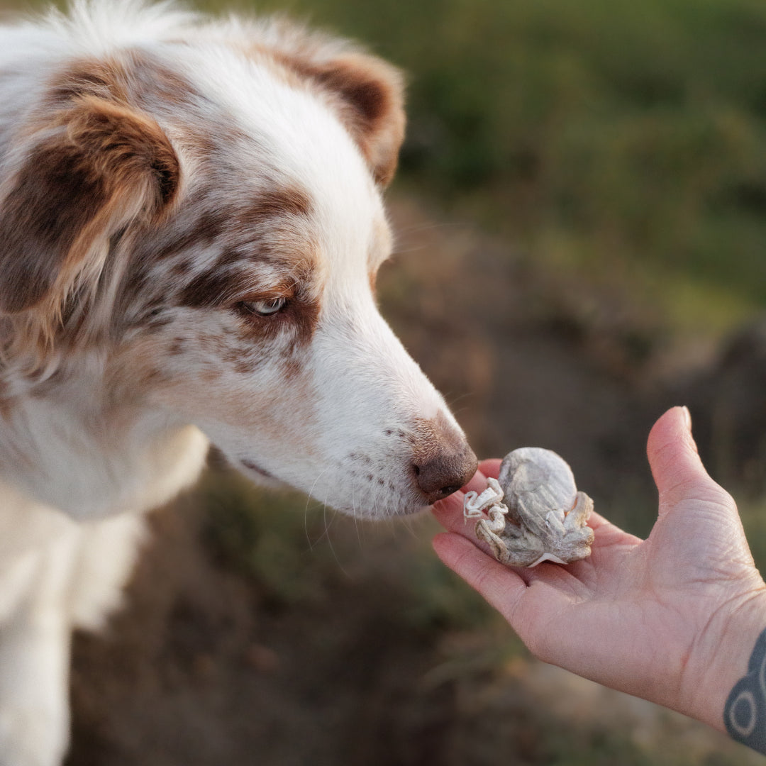 baby octopus | mimi & soso