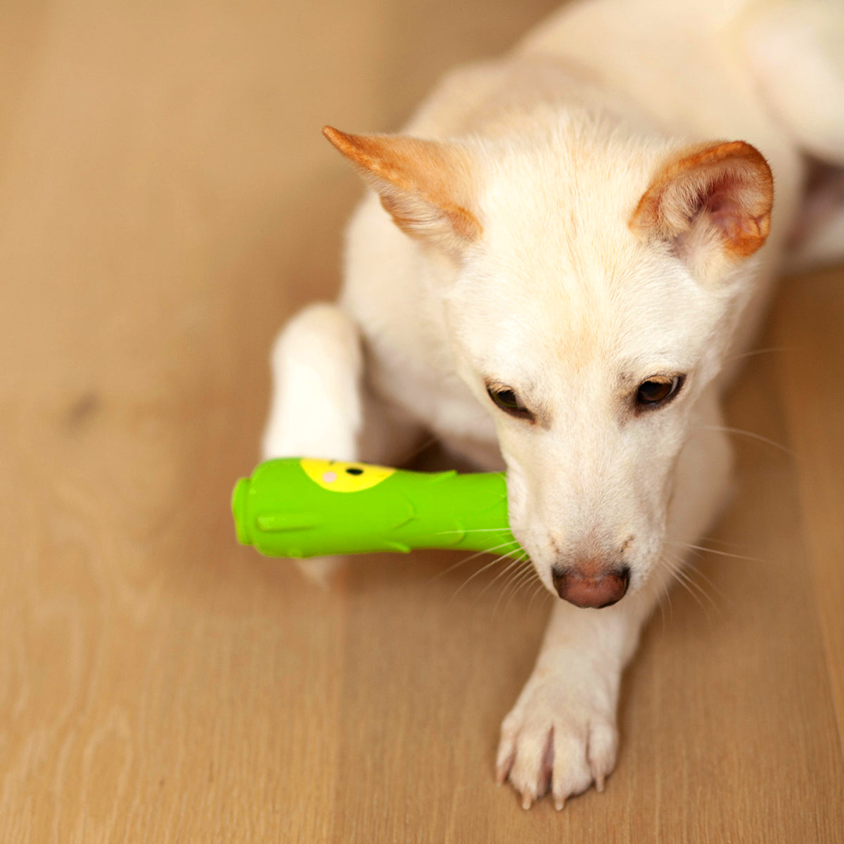 veggie squeaker toy | asparagus