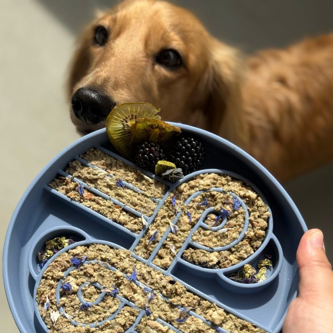 zoomies slow feeder bowl | spirulina