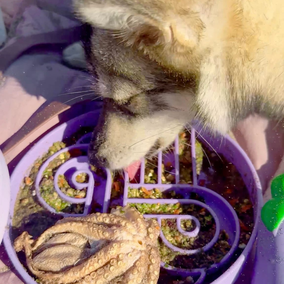 zoomies slow feeder bowl | eggplant