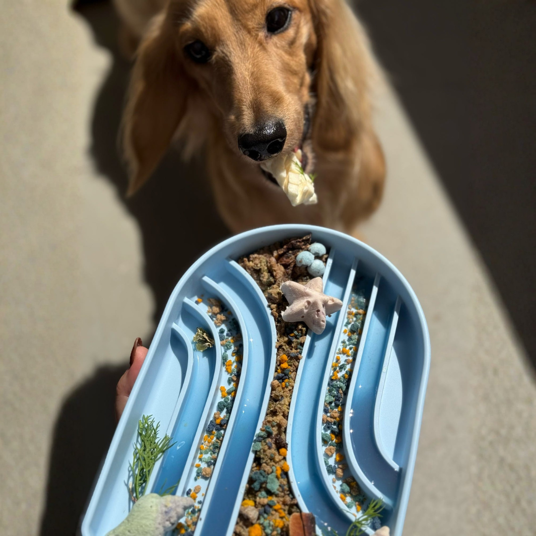 archer slow feeder - sky | long dogs pawtisserie