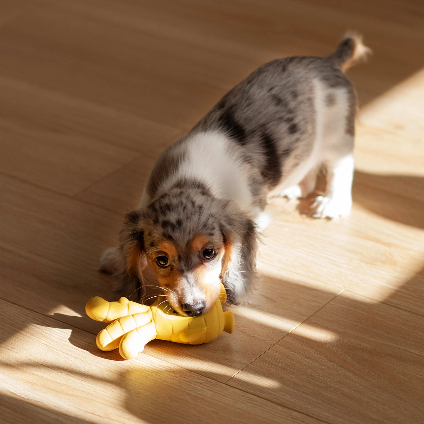 aromatics squeaker toy | ginger