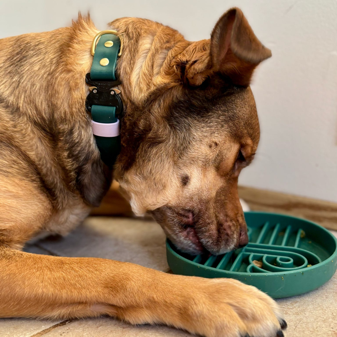 zoomies slow feeder bowl | zucchini