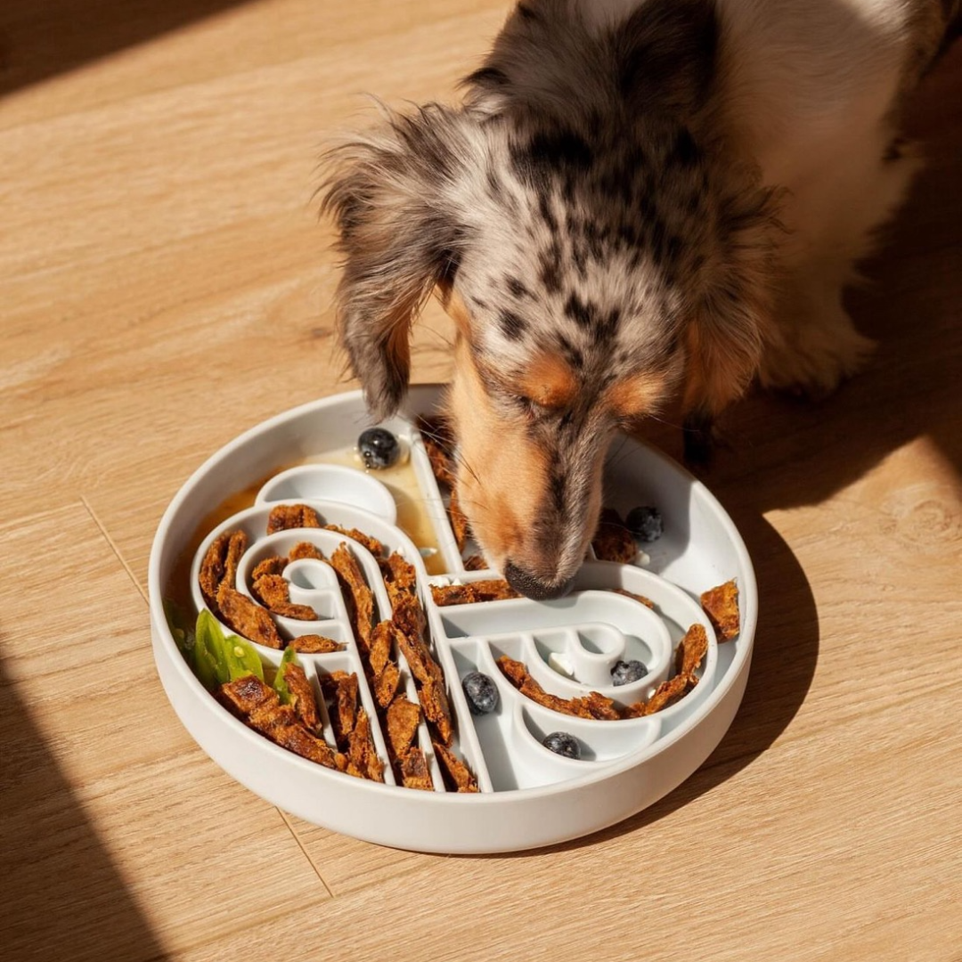 zoomies slow feeder bowl | blueberry