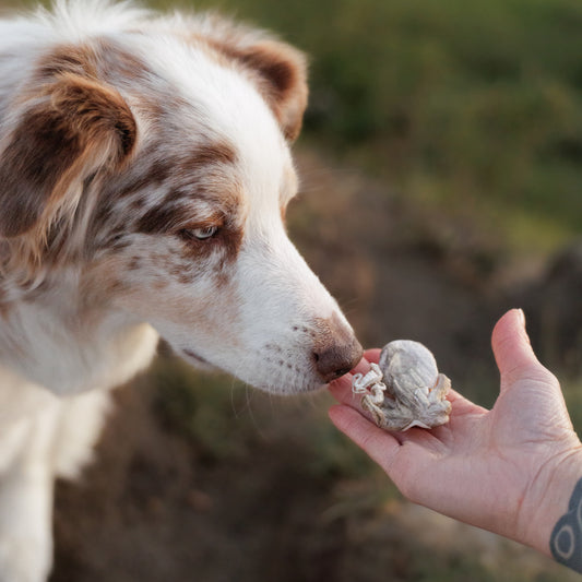 baby octopus | mimi & soso