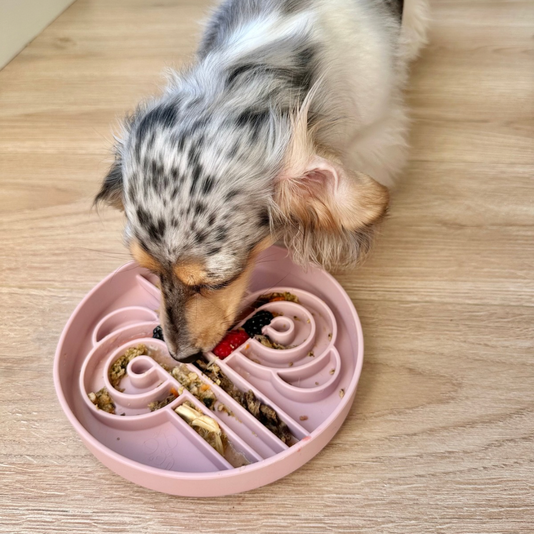 zoomies slow feeder bowl | lychee