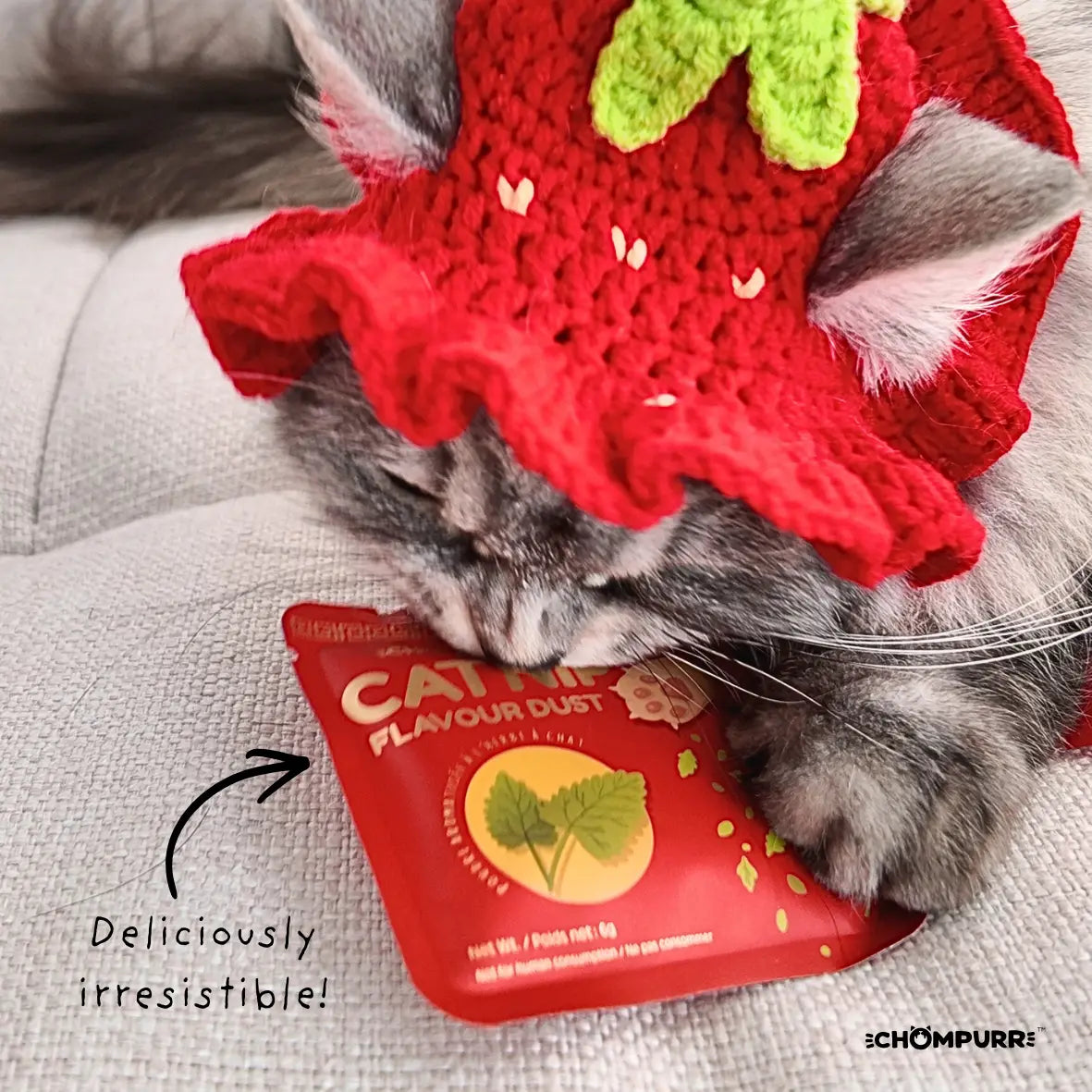 catnip dust | chompurr