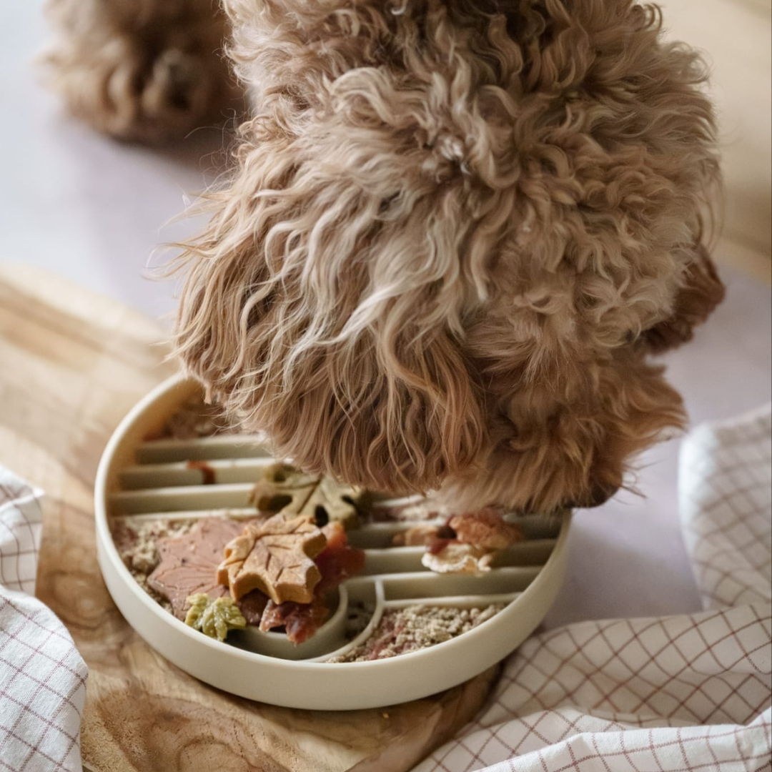 zoomies slow feeder bowl | eggnog