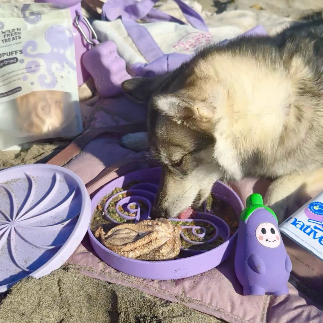 zoomies slow feeder bowl | eggplant