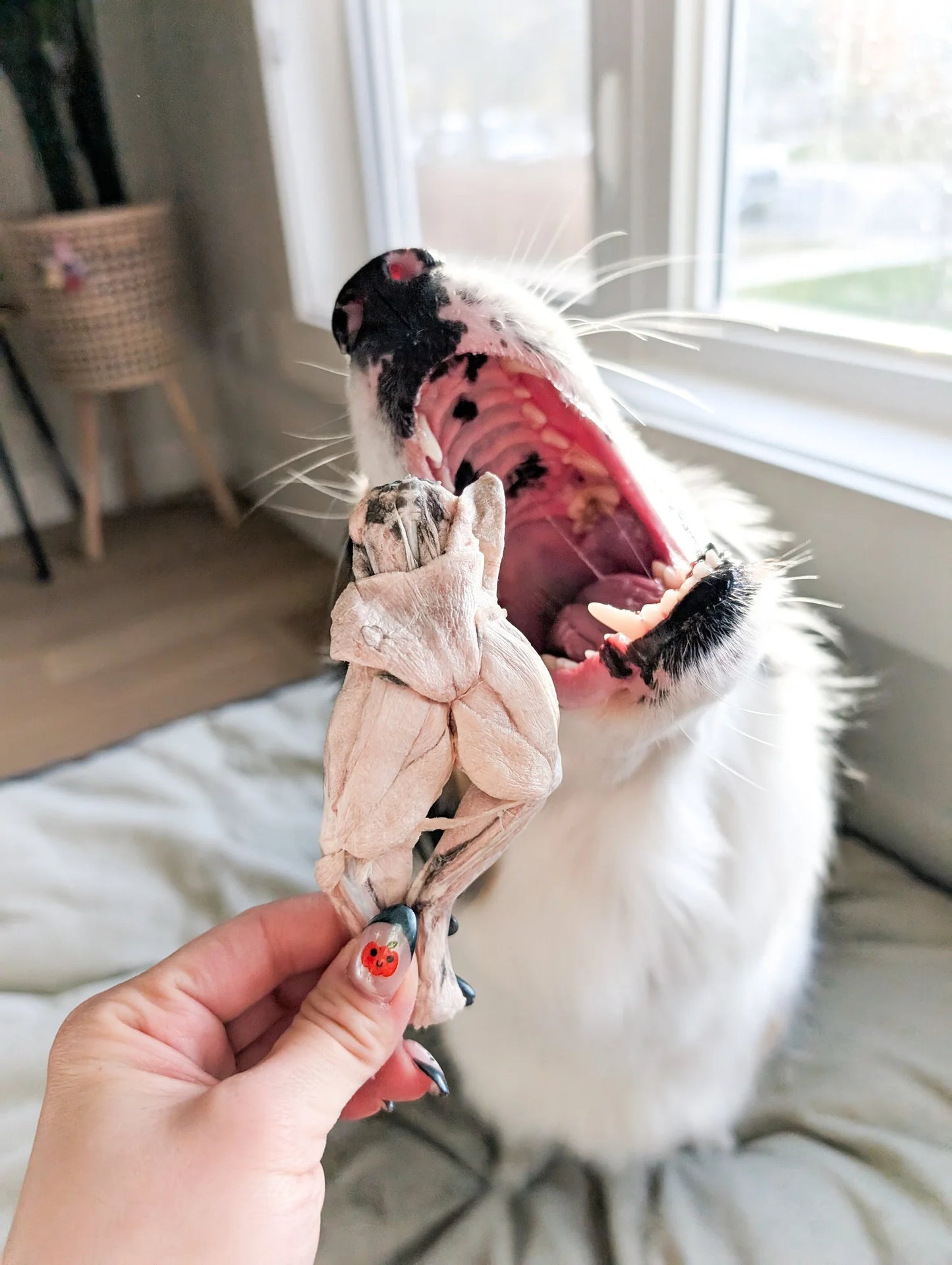 frog legs | mimi & soso