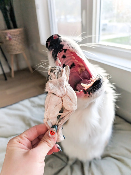 frog legs | mimi & soso