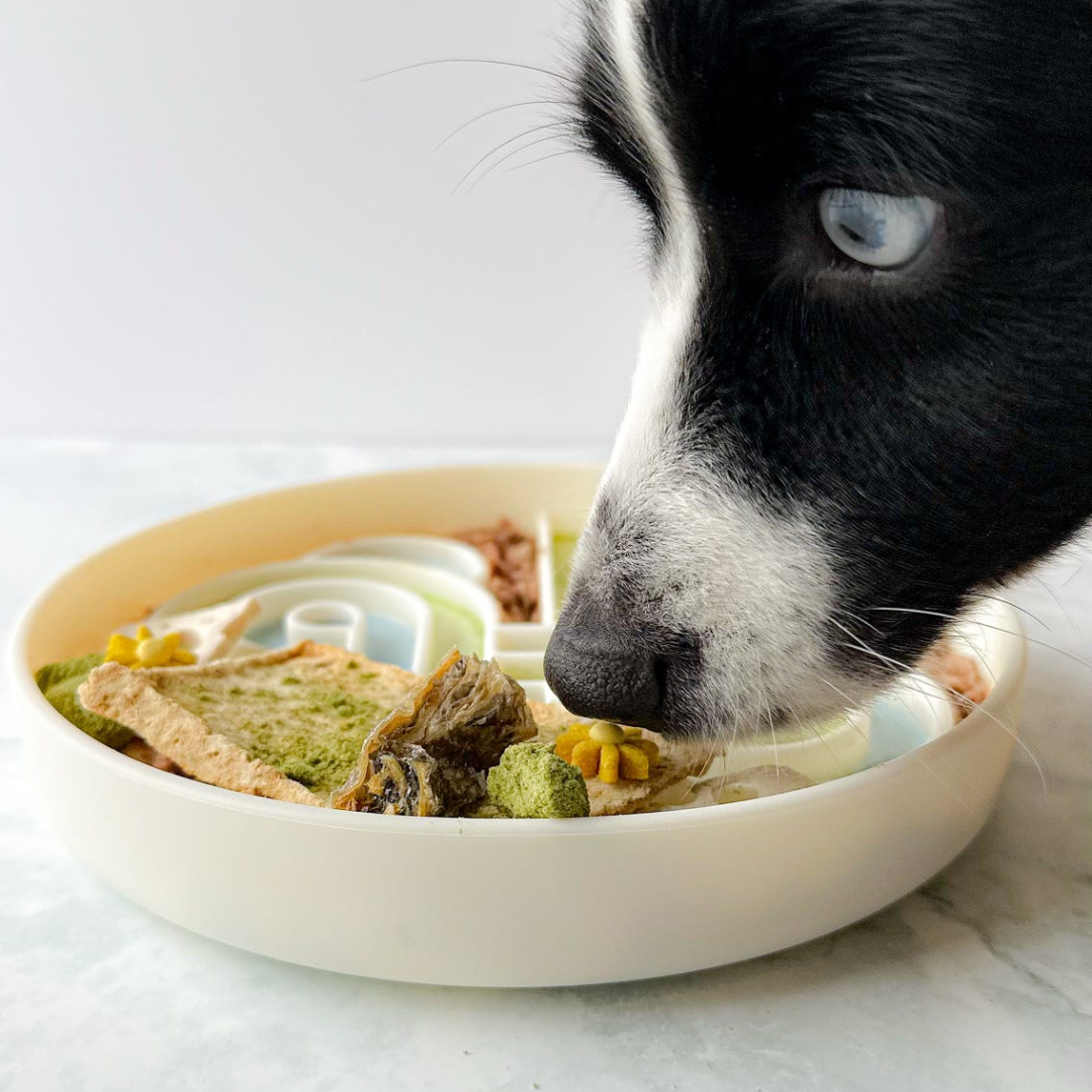 zoomies slow feeder bowl | coconut