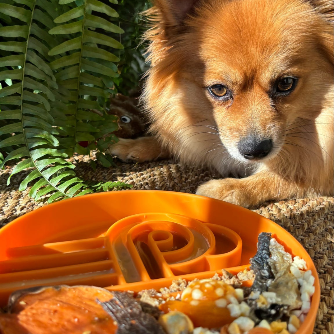 zoomies slow feeder bowl | pumpkin
