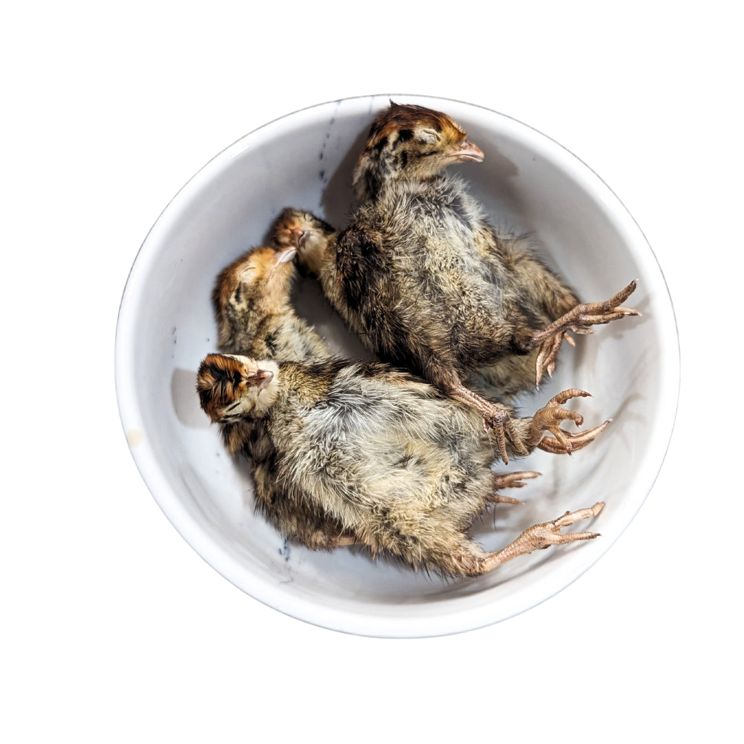 quail hatchlings | mimi & soso