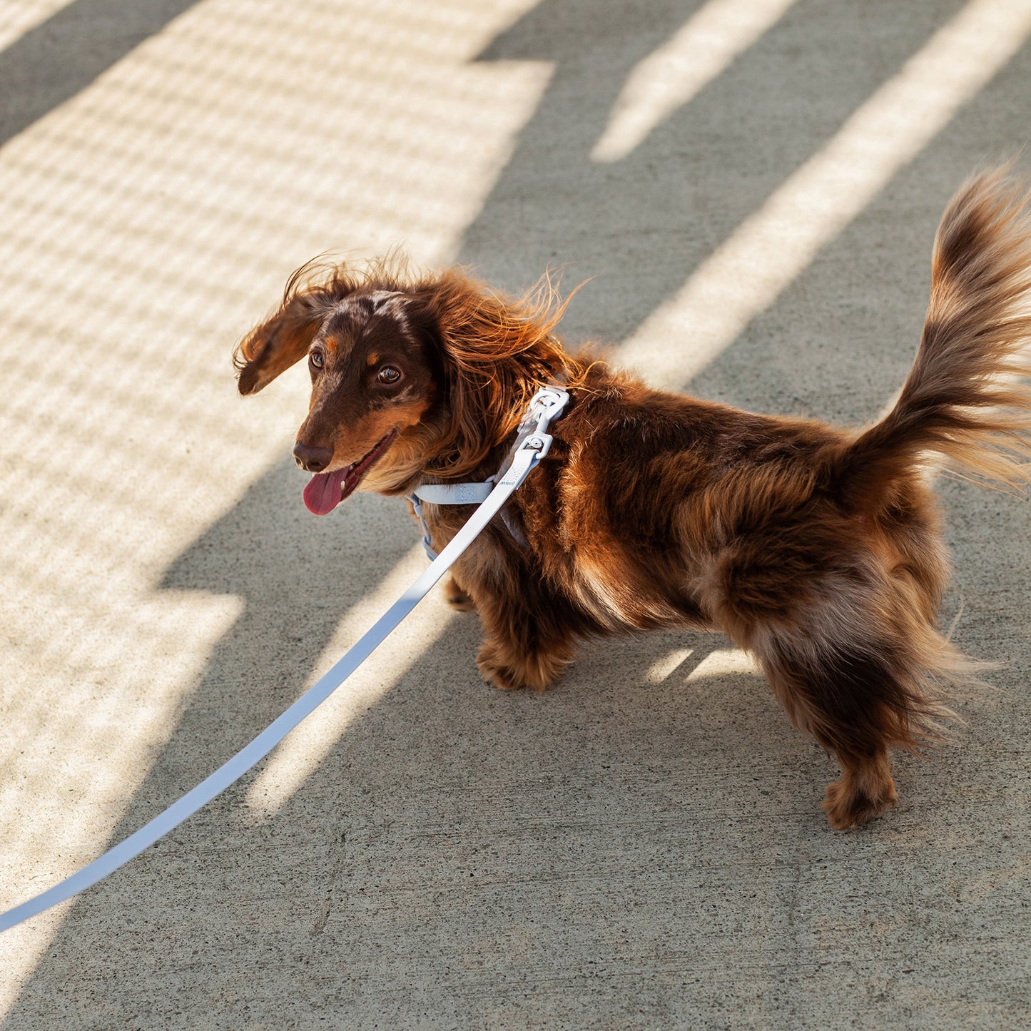 raincouv waterproof leash | blueberry