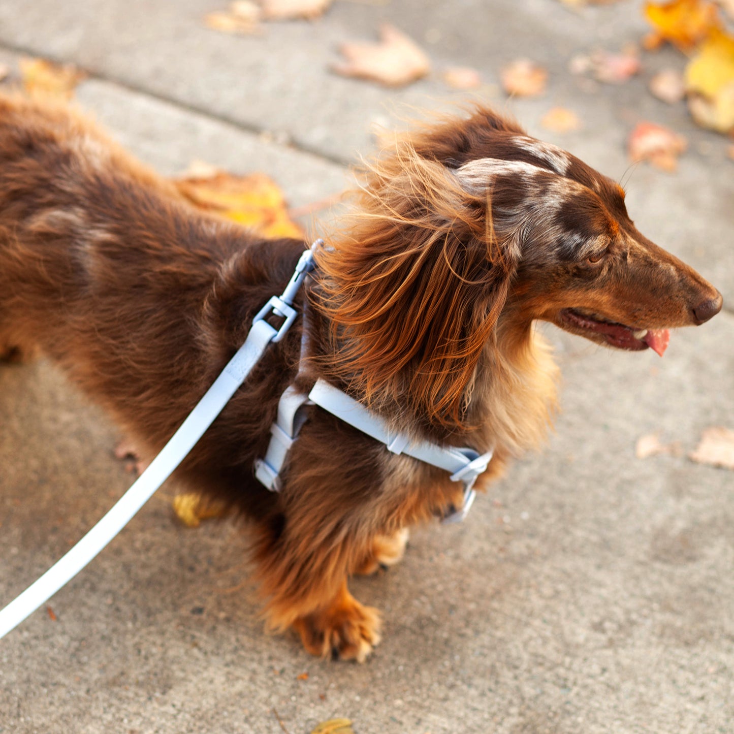 raincouv waterproof leash | blueberry