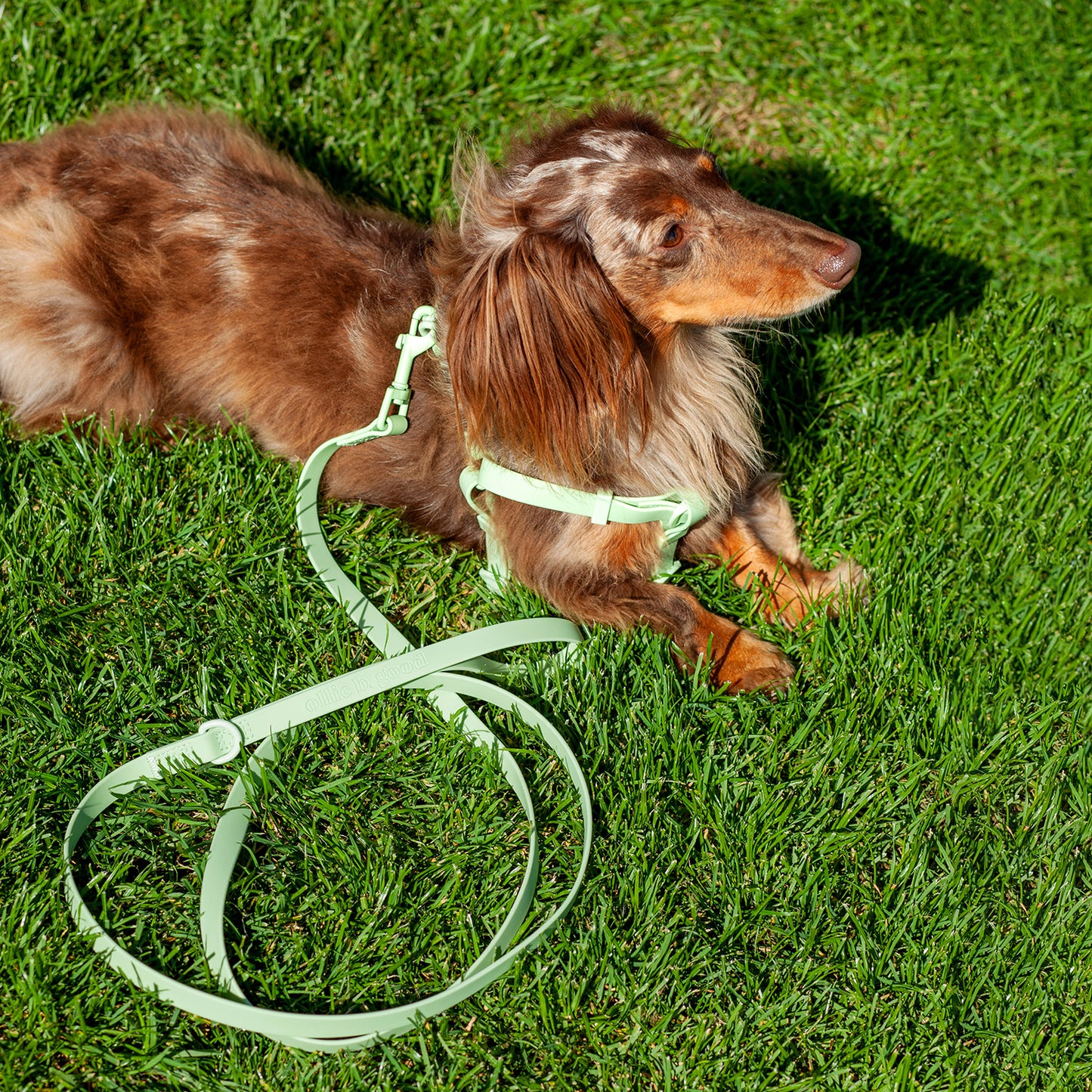 raincouv waterproof leash | honeydew