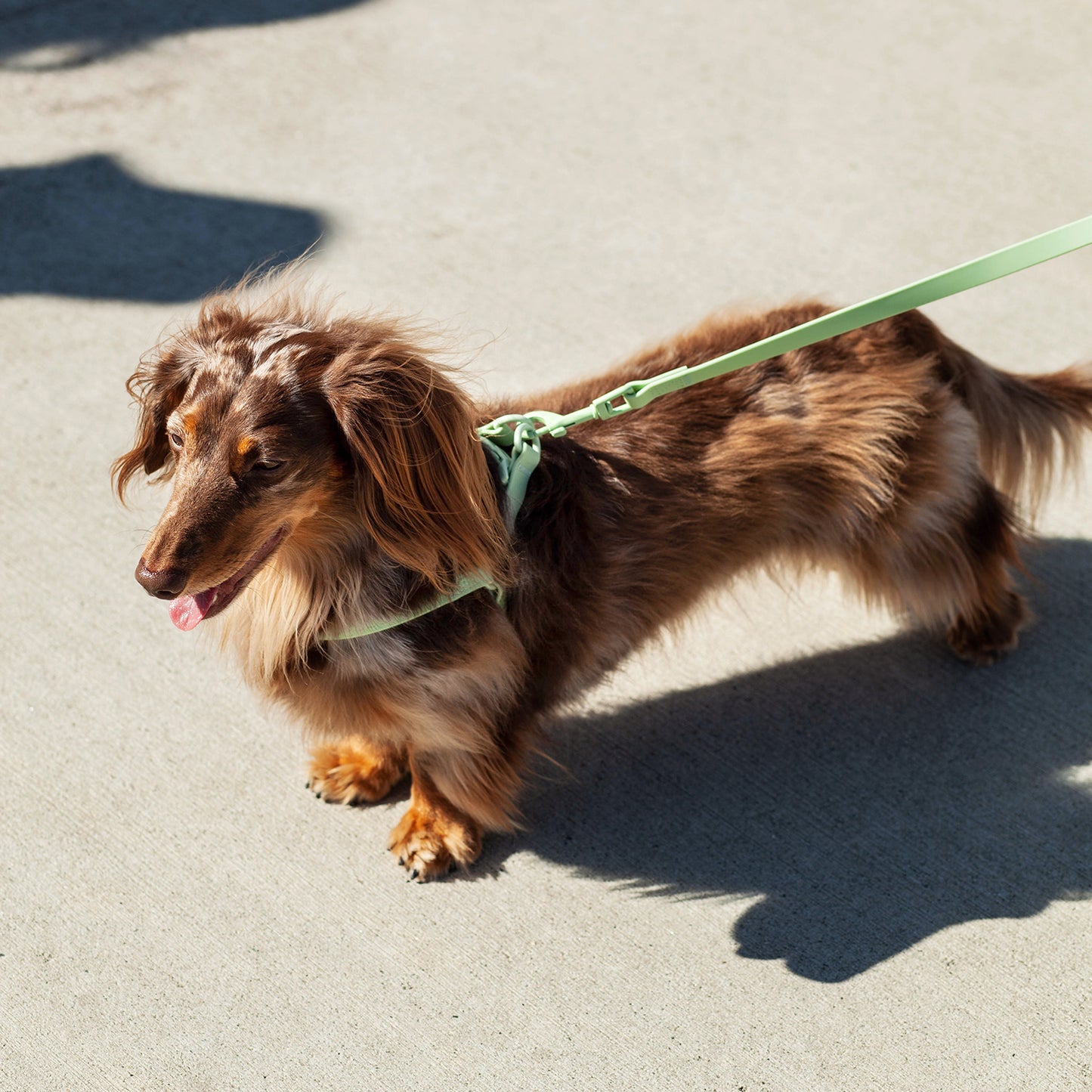 raincouv waterproof leash | honeydew