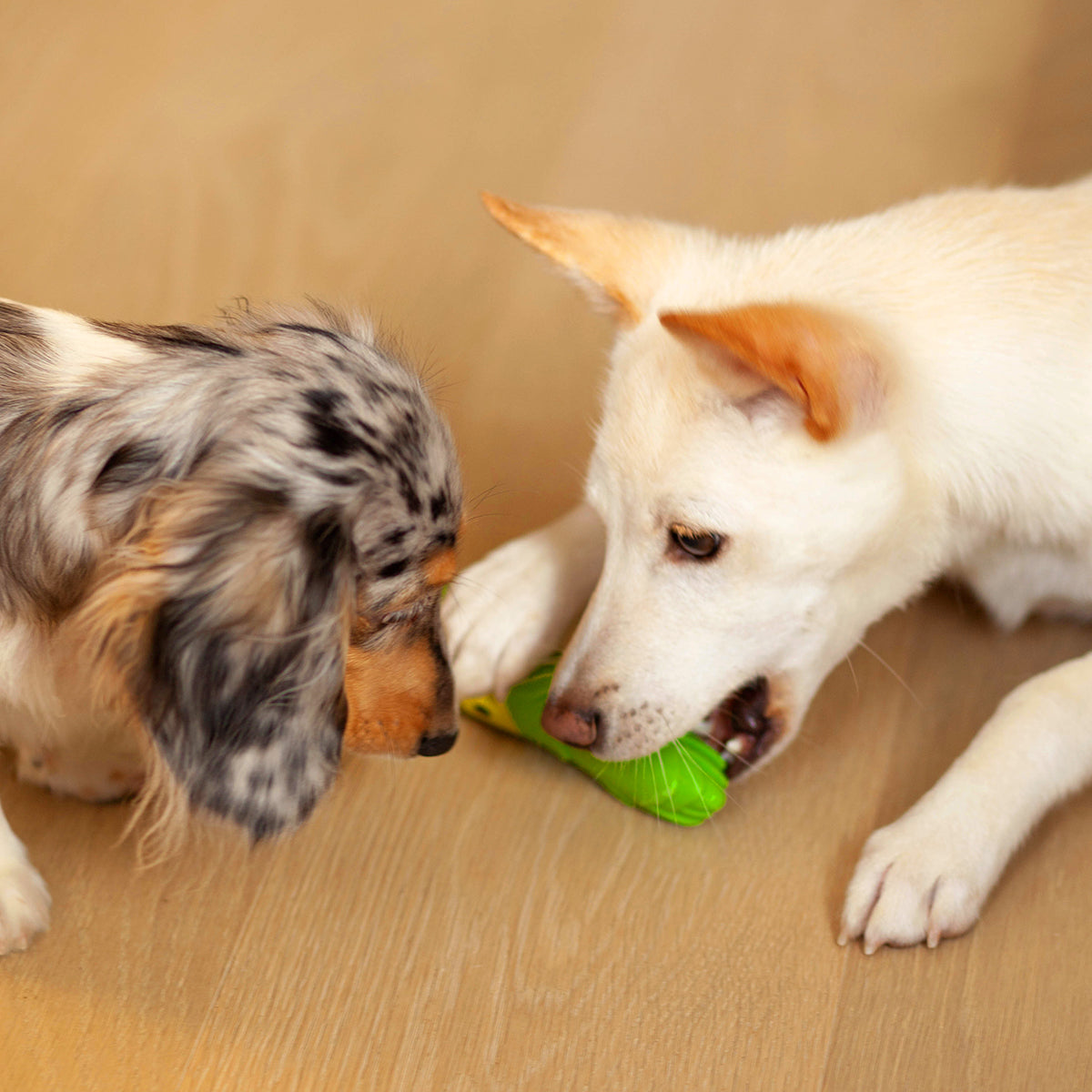 veggie squeaker toy asparagus ollie b. good